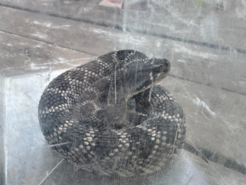 iNaturalist observation photo of Southern Pacific Rattlesnake