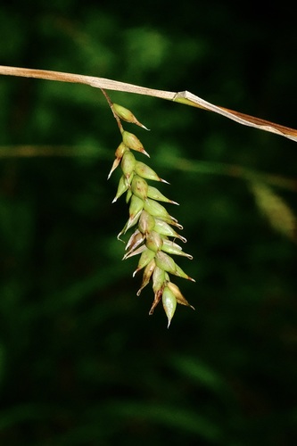 Cherokee Sedge