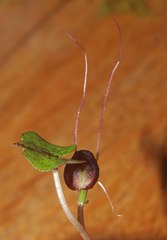 Corybas trilobus