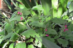 Salvia chiapensis