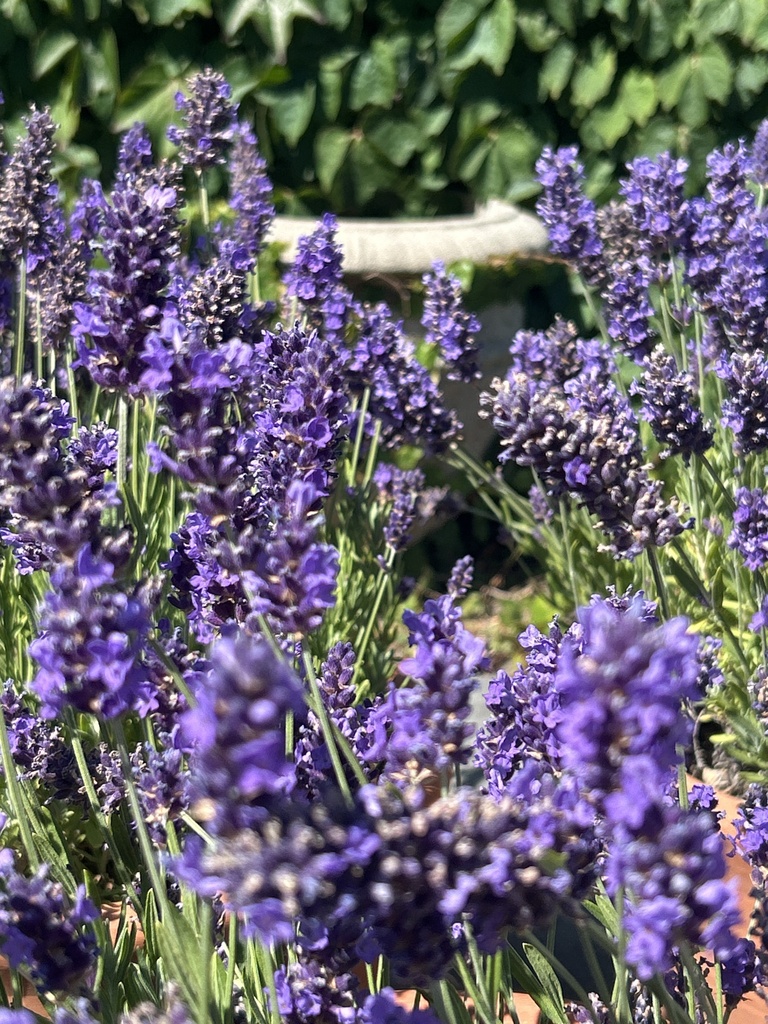 Lavandula