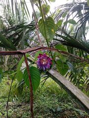 Passiflora quadrangularis