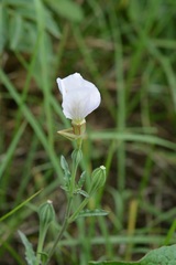 Oenothera kunthiana