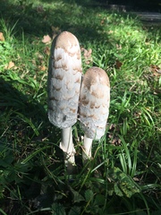 Coprinus comatus
