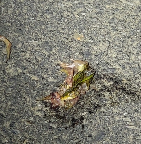 Black-spotted Frog