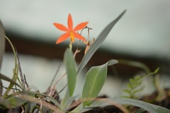 Prosthechea vitellina