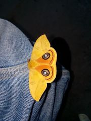 Automeris jucunda