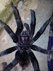 Xenesthis intermedia