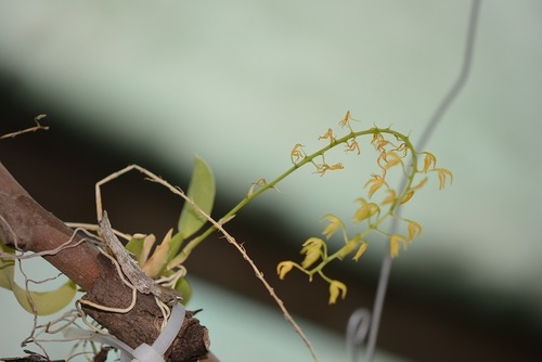 Notylia orbicularis, photograph 6