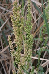 Rumex crispus crispus