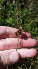 Juncus bolanderi