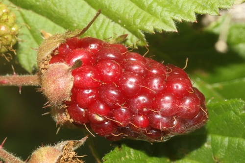 California blackberry fruiting