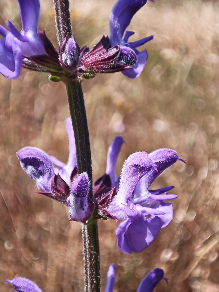 Salvia