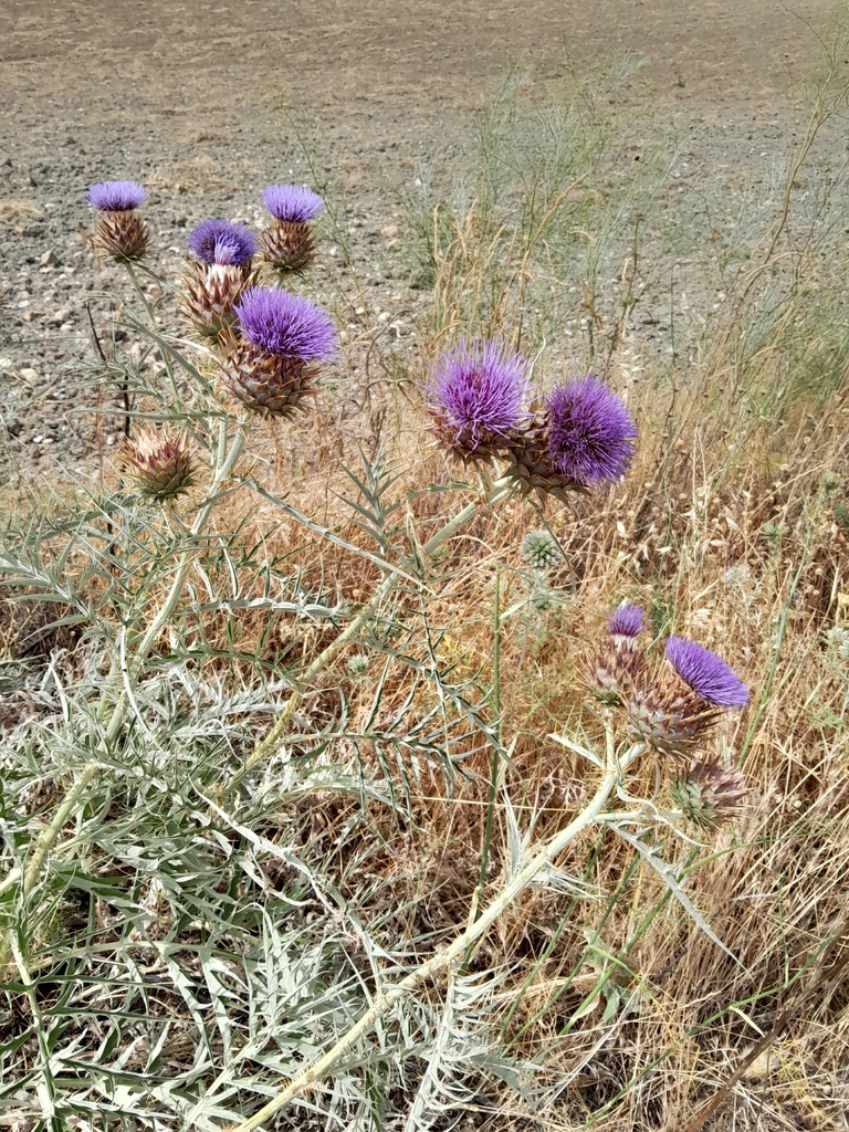 Cynara cardunculus