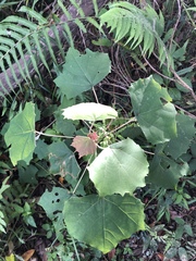 Mallotus paniculatus formosanus