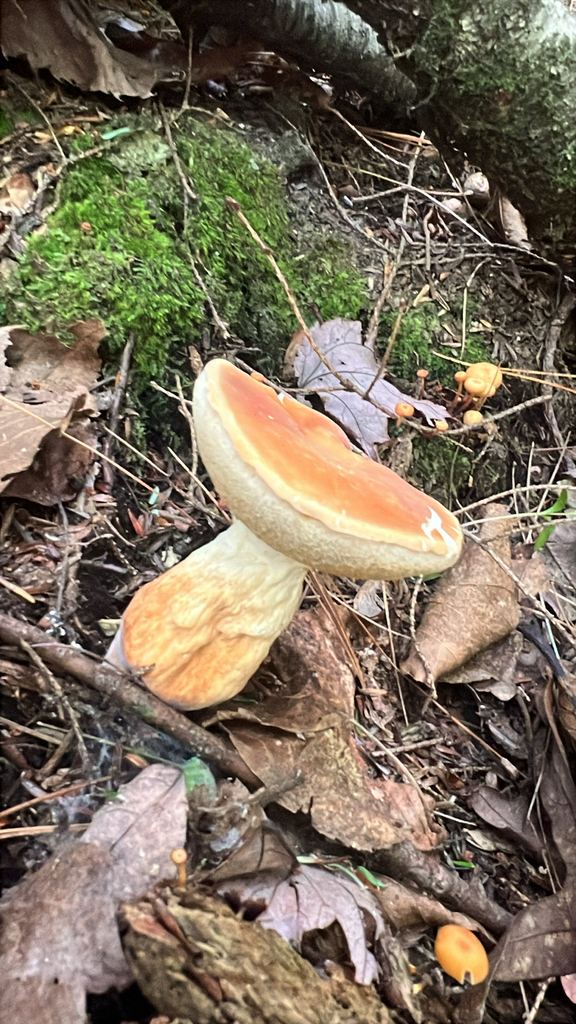 Gyroporus