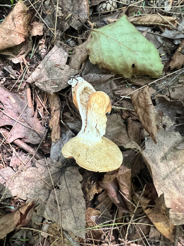 Gyroporus