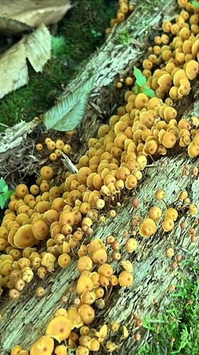Pinewood Gingertail