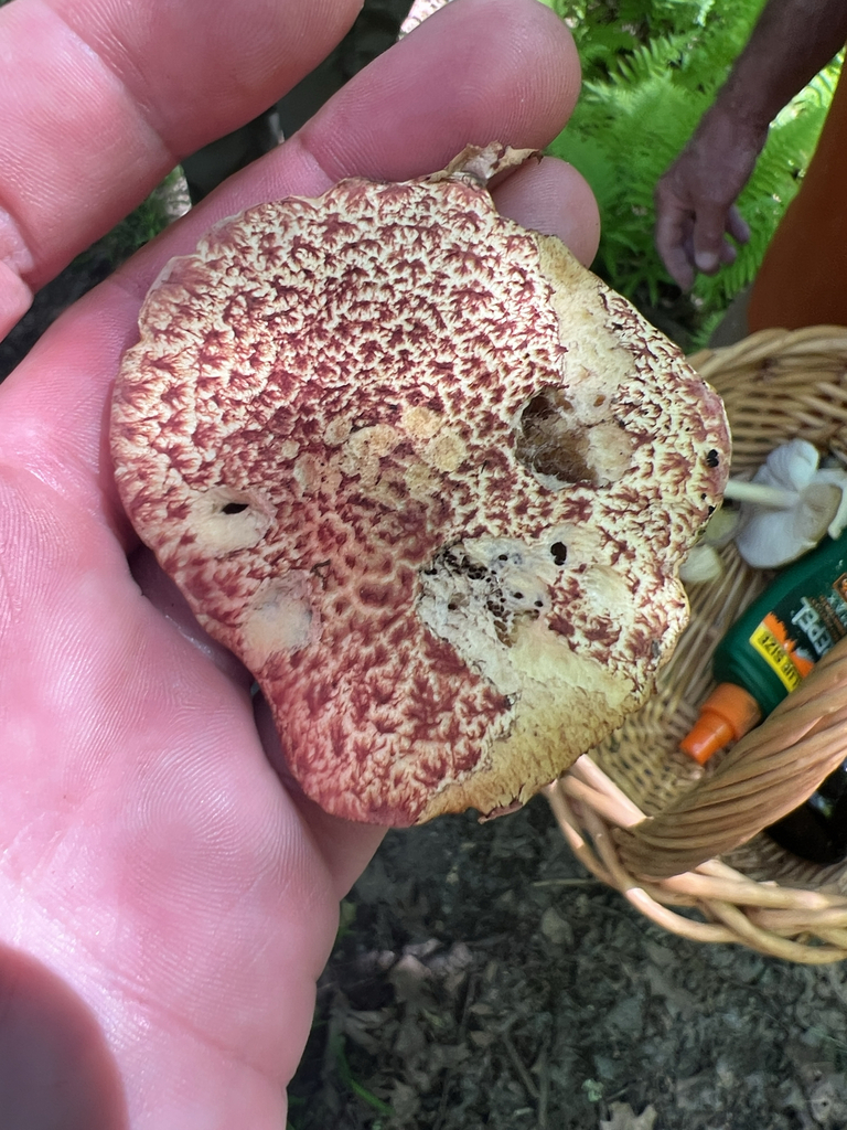 Painted Suillus
