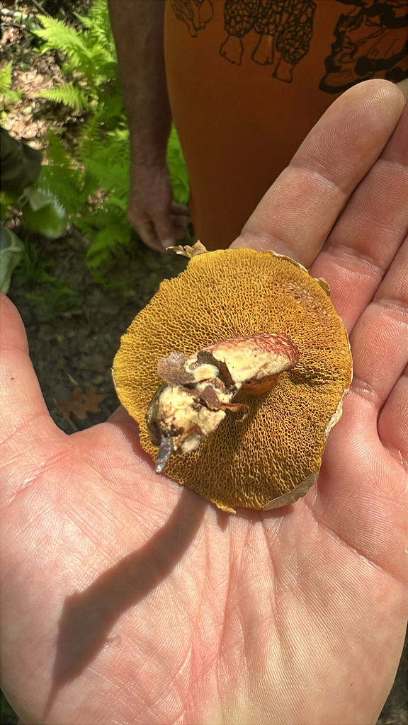 Painted Suillus
