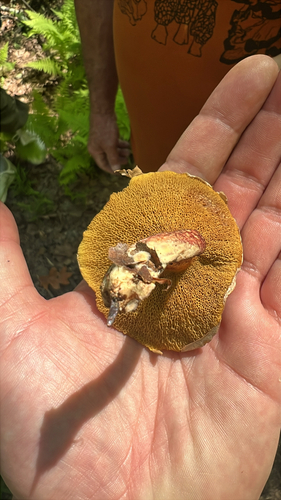 Painted Suillus