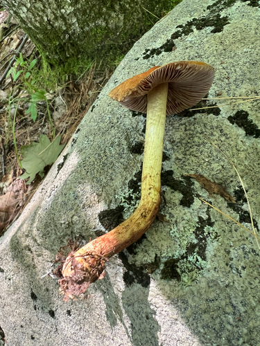 wrinkled cortinarius
