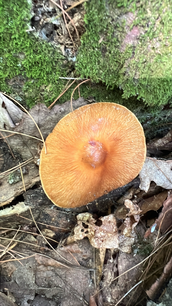 wrinkled cortinarius