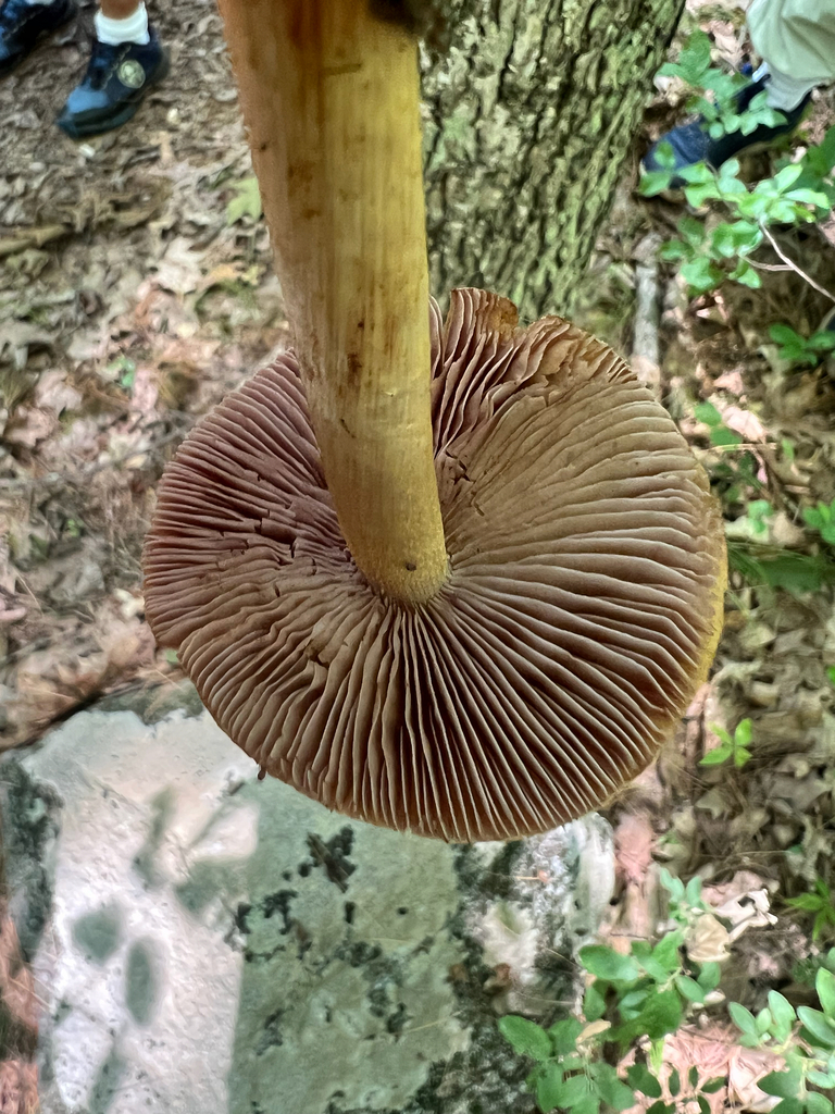 wrinkled cortinarius