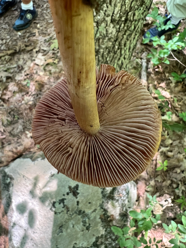 wrinkled cortinarius