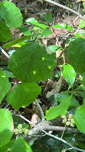 Witch-hazel Cone Gall Aphid