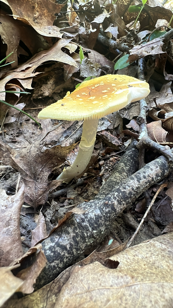 Yellow American Blusher