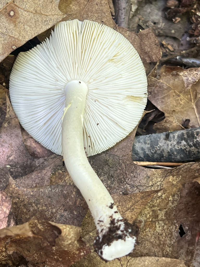 Yellow American Blusher