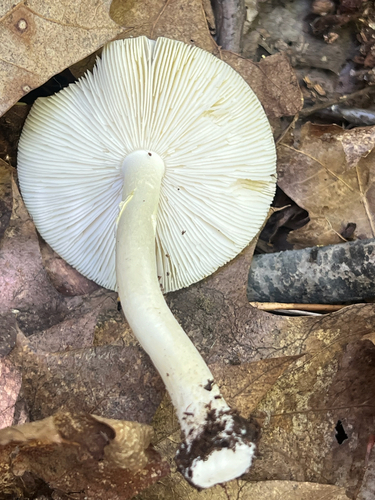 Yellow American Blusher