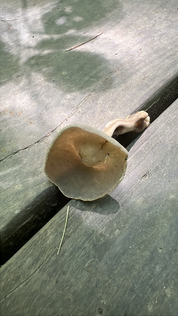 long-stalked gray cup