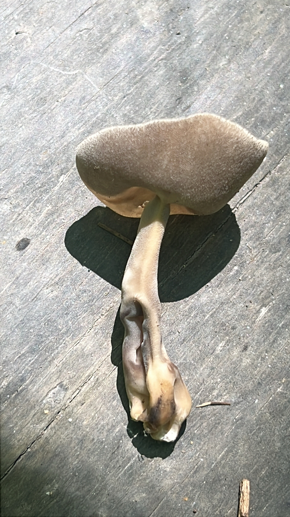 long-stalked gray cup
