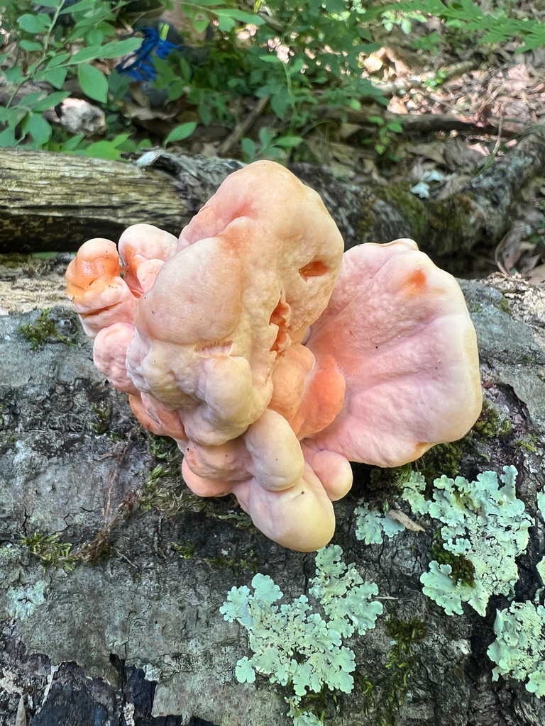 White-pored Chicken of the Woods