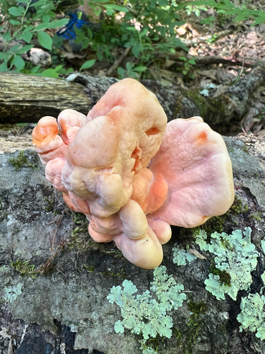 White-pored Chicken of the Woods