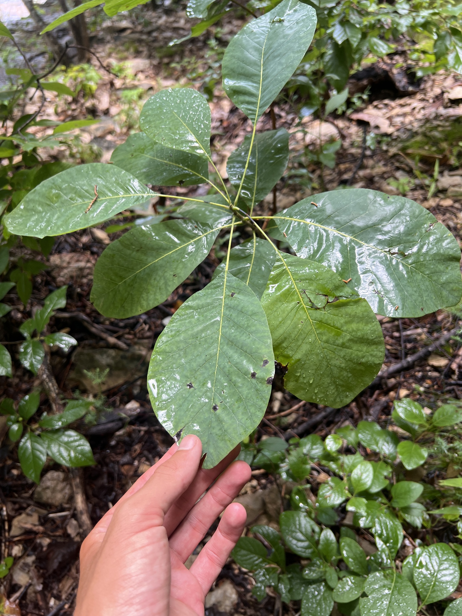 American Smoketree (Cotinus obovatus)