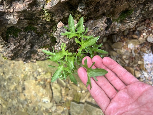 limestone riverbank violet (Viola viarum)