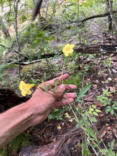 Smooth yellow false foxglove (Aureolaria flava)