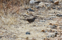 Aimophila notosticta