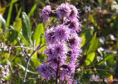 Liatris novae-angliae