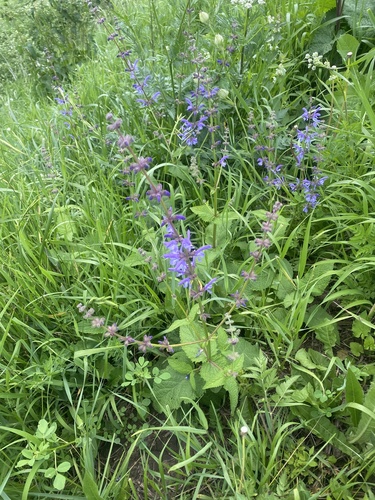 Abkhazian Sage (Salvia kuznetzovii)