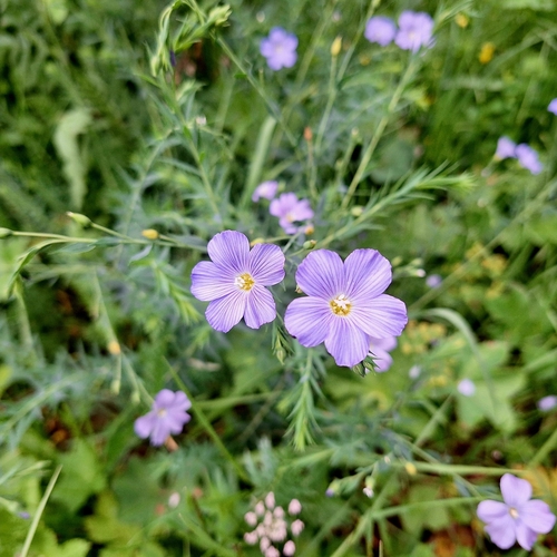 Linum extraaxillare (Linum extraaxillare)