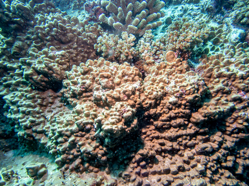Millepora exaesa observed 2025-03-03