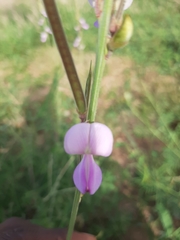 Tephrosia bracteolata