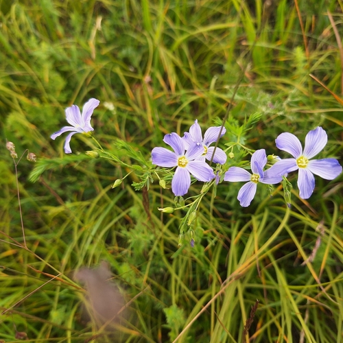 Linum extraaxillare (Linum extraaxillare)