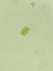 Scenedesmaceae