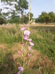 Tephrosia bracteolata