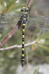 Cordulegaster princeps